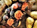 Metatrichia vesparium-amf2224